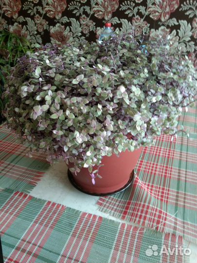 Продам комнатные растения