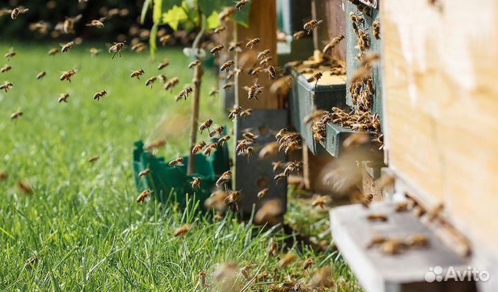 Мед натуральный из Алтая оптом