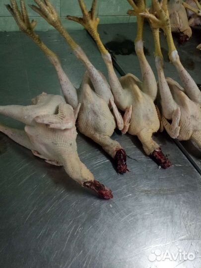 Мясо домашней птицы