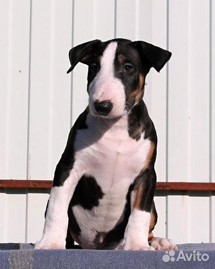 Бультерьер