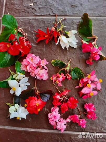 Бегонии вечноцветущие 13 сортов