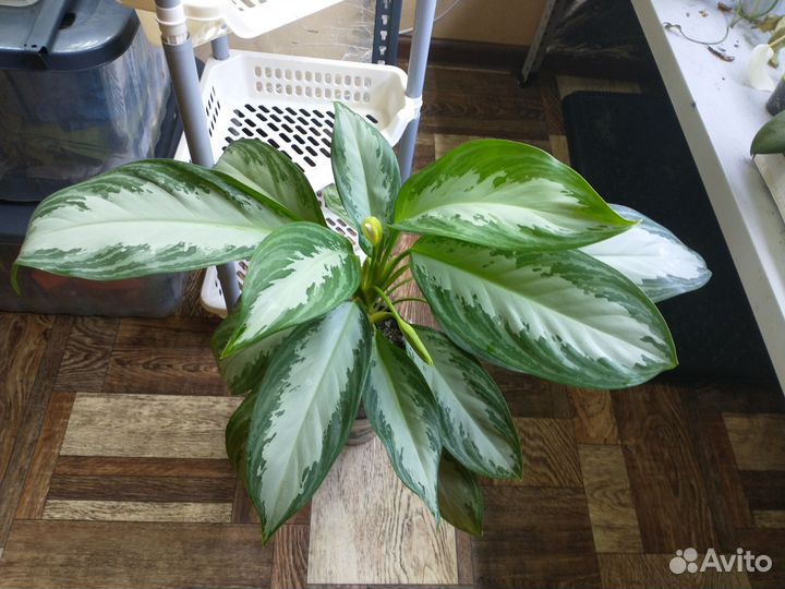 Аглаонема Сильвер Бей