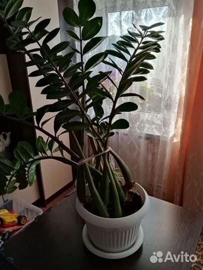 Замиокулькас