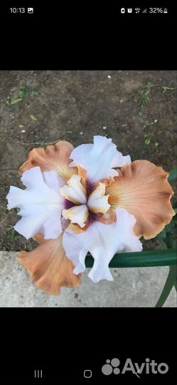 Ирис шестифолый