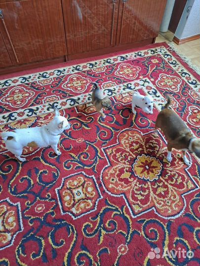 Щенки чихуахуа мини девочки