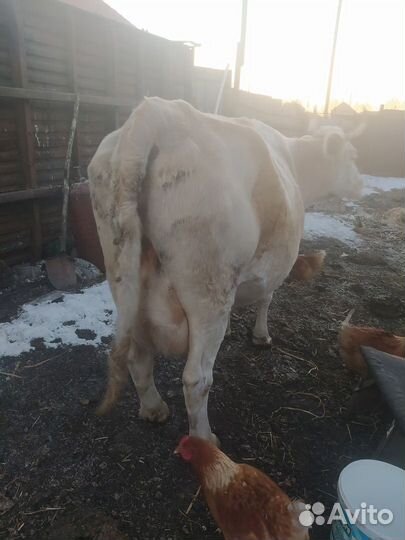 Продам корову