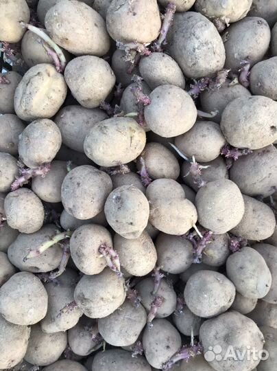 Семенной картофель синеглазка и аврора