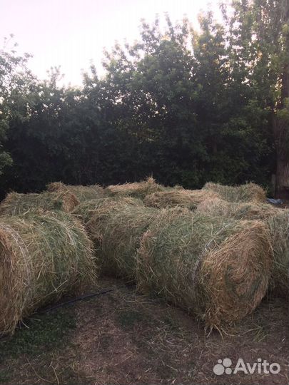 Сено люцерна