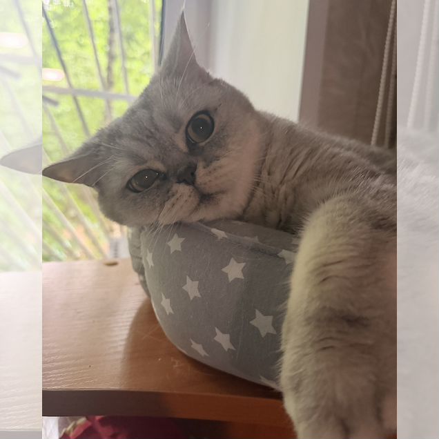 Шотландский прямоухий длинношёрстный, взрослый кот