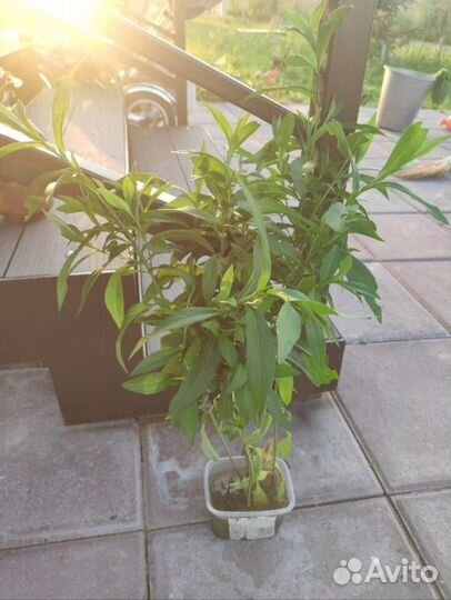 Астра иволистная