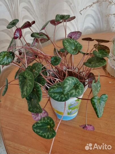 Европейский цикламен (ароматный) альпийская фиалка