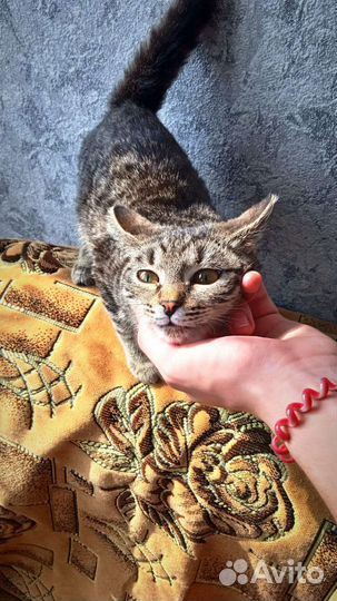 Котëнок в хорошие руки, девочка