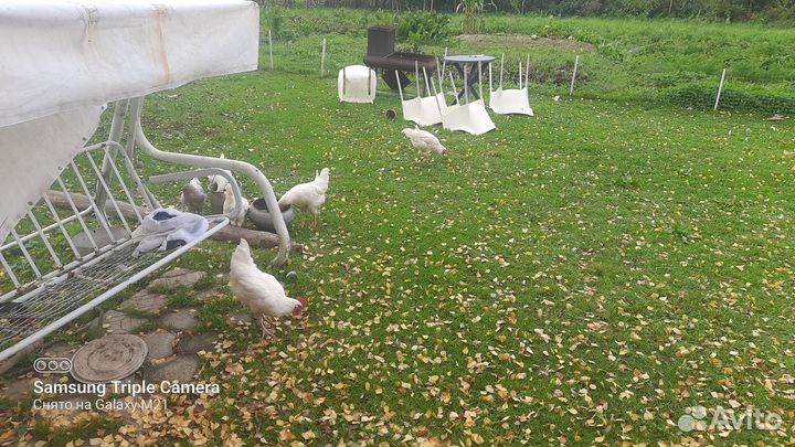 Молодые петушки