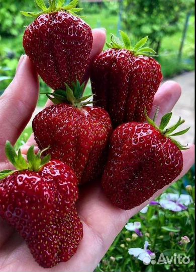 Клубника Mурано