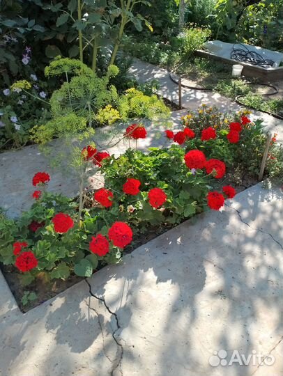 Пеларгония герань