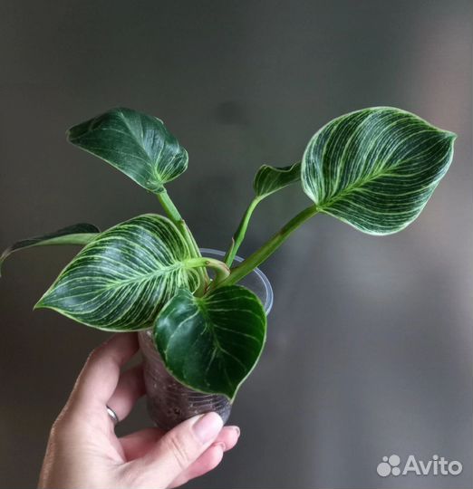 Филодендрон биркин