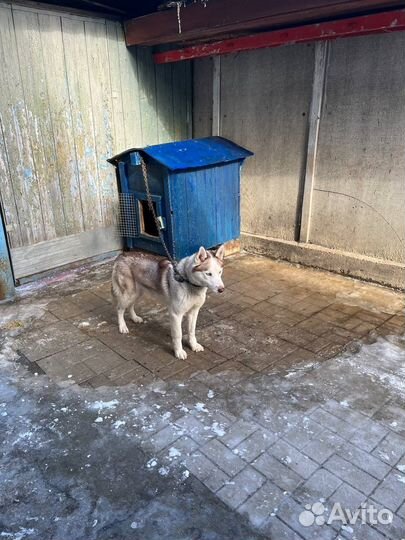 Отдам в добрые руки красивую породистую собаку