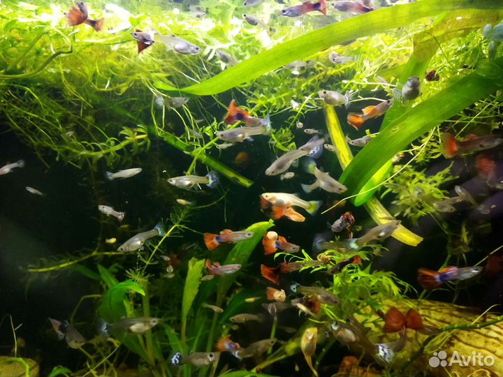 Рыбки гуппи