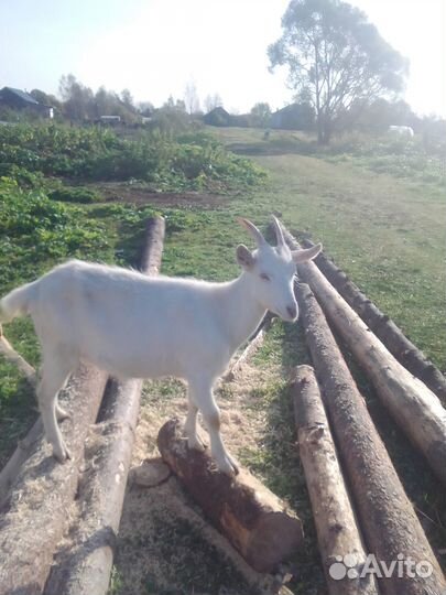 Козы,гуси,петухи