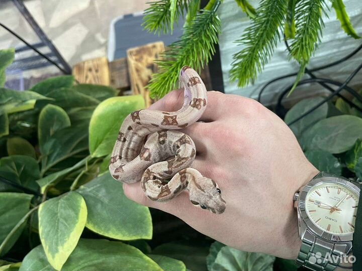 Императорский удав