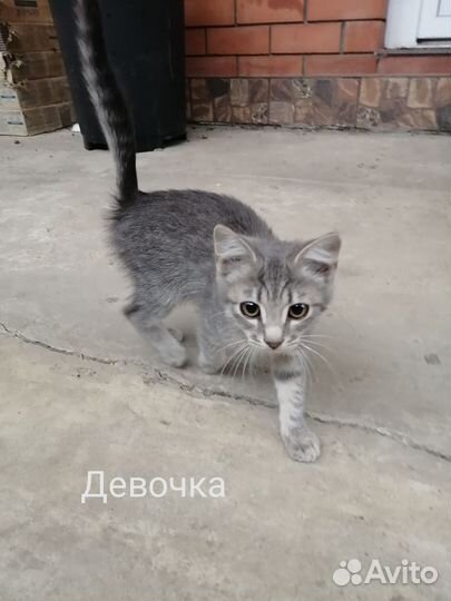 Отдам котят в добрые руки