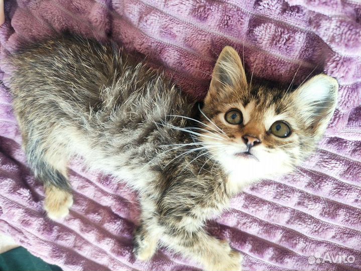 Котенок мальчик 1 месяц