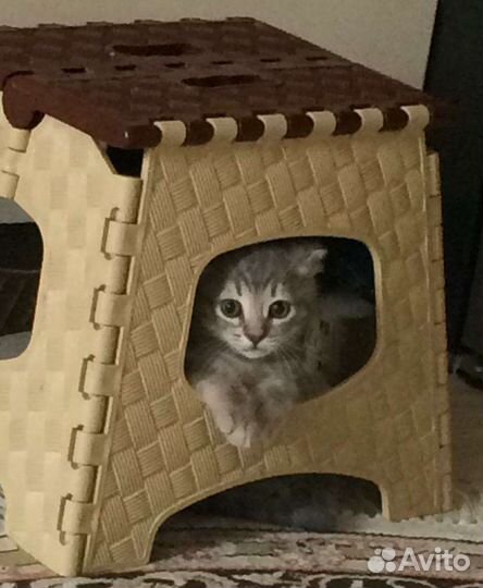 Котята вислоухие