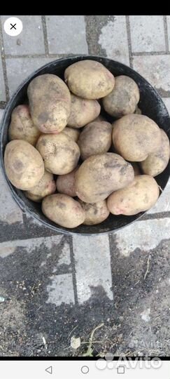Картофель продаю свой деревенский