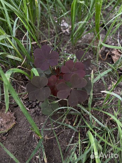 Кислица рожковая