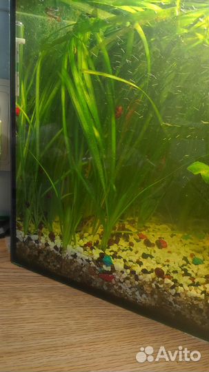 Аквариумные растения