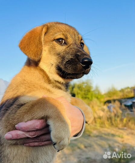 Щенок в добрые руки