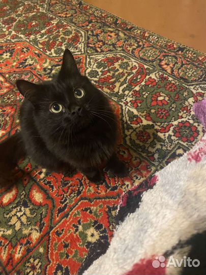 Котик