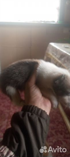 Продажа собак щенков