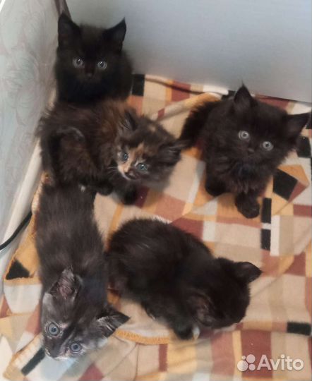 Британская