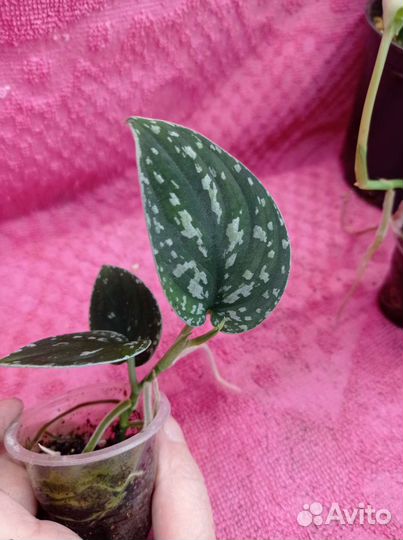 Сциндапсус snack scale