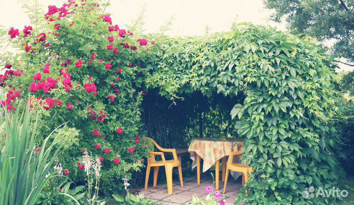 Девичий виноград саженцы