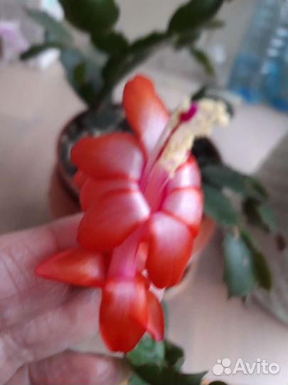 Декабрист шлюмбергера