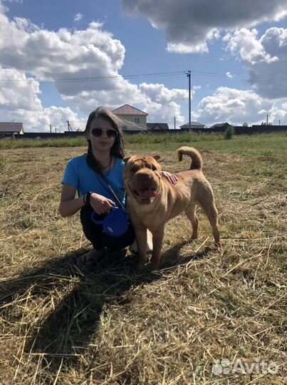 Шарпей ищет хозяина