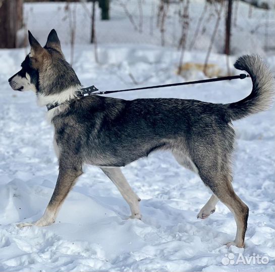 Красивая и ласковая собака ищет семью