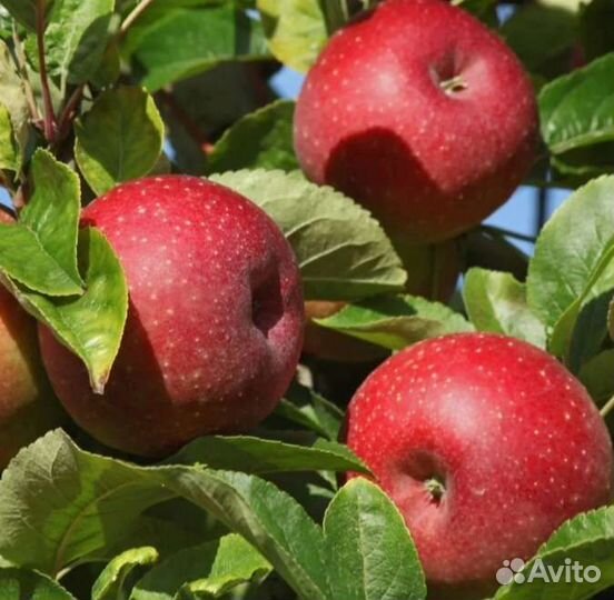 Саженцы яблони 2ух летки