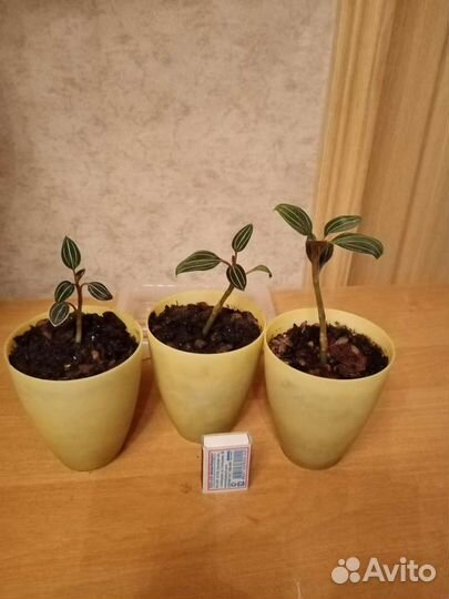 Орхидея Лудизия