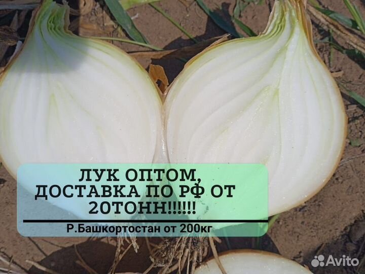 Лук оптом от 20 тонн
