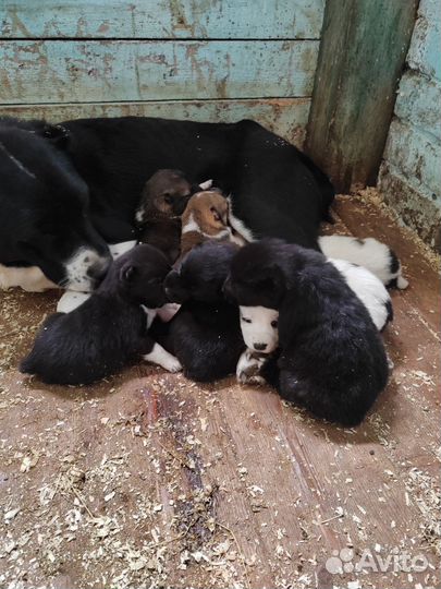 Продам щенков алабая