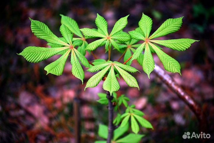 Сосна, чубушник, ель, каштан