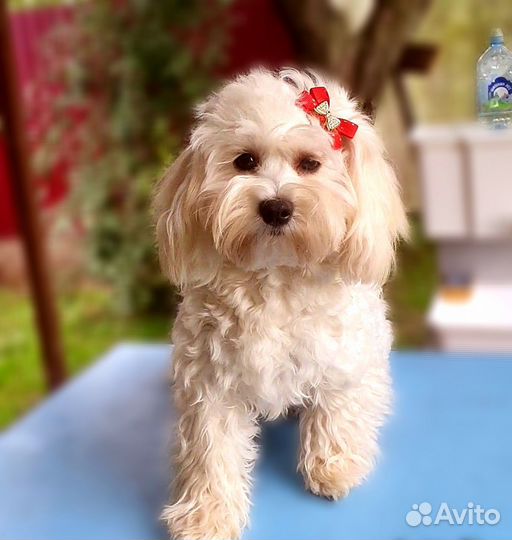 Мальтипу подростки девочки