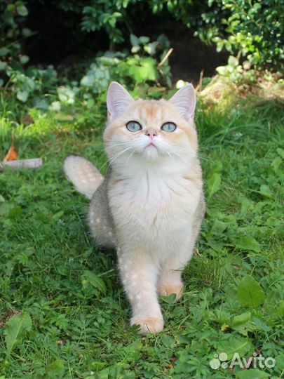 Британская кошка