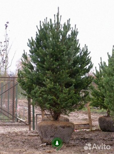 Сосна обыкновенная