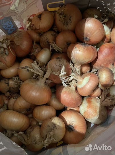Лук репчатый