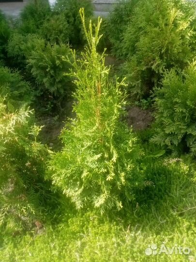 Туя западная смарагд