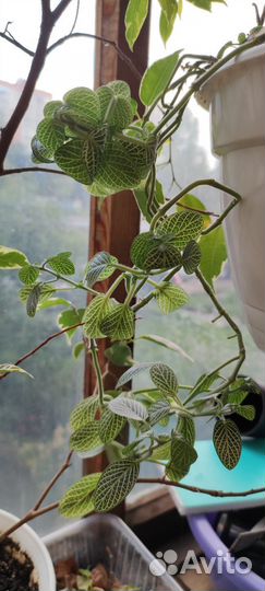 Комнатные растения